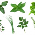 Küchenkräuter – unverzichtbar beim Kochen Kräuter sind ein wichtiger Bestandteil in der frischen Küche und verleihen vielen Gerichten den richtigen Zauber ...