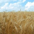 Welche Nährstoffe stecken im Getreide? Erfahren Sie mehr über Getreide, seine Verwendung und die darin enthaltenen Nährstoffe ...