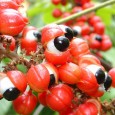 Guaraná besitzt – im Vergleich zu einer Kaffeebohne – die fünffache Menge an Koffein ...
