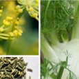 Was ist Fenchel? Vom Fenchel können sowohl die Samen, als auch die fiedrigen Blätter und die Knollen gegessen werden ...