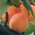 Marille: die gelbe, aromatische Sommerfrucht Die heimische Marillen-Saison ist relativ kurz. Greifen Sie nur zu vollreifen Früchten ...