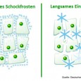Was passiert mit Lebensmitteln beim Einfrieren? Beim Tiefkühlen wird die im Lebensmittel enthaltene Zellflüssigkeit gefroren ...
