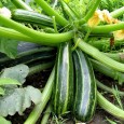 Zucchini eignen sich sowohl für pikante, als auch für süße Speisen. Auch die Blüten sind essbar und gefüllt eine ganz spezielle Gaumenfreude ...