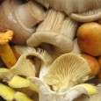 Pilze liefern mit 11 bis maximal 21 kcal pro 100 g nur sehr wenige Kalorien ...