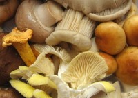 Pilze