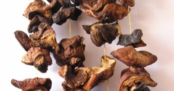 Pilze trocknen oder einfrieren Pilze trocknen