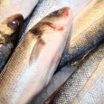 Fische, die zur Hauptfangzeit gefischt werden, haben meist eine bessere Qualität ...