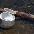 Diverse Umweltgifte, die ins Gewässer gelangen, reichern sich in Fischen an. Schwermetalle, wie Blei, Cadmium oder Quecksilber, oder z. B. auch Dioxine ...