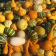 Manche Kürbisarten schmecken roh hervorragend, andere eignen sich eher für pikante Gerichte, wie Kürbissuppe oder als Püree ...