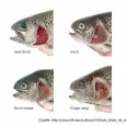 Der Fisch, der auf dem Teller landet sollte natürlich frisch sein. Um das zu garantieren, sollten Sie einige Punkte beim Fischkauf beachten ...