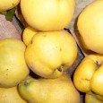Erfahren Sie mehr darüber, was man aus reifen Quitten köstliches zaubern kann und welche Gewürze mit dem Aroma der Quitte perfekt harmonieren ...