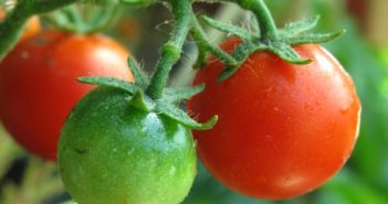 Grüne Tomaten einlegen – sind grüne Tomaten giftig? Tomaten