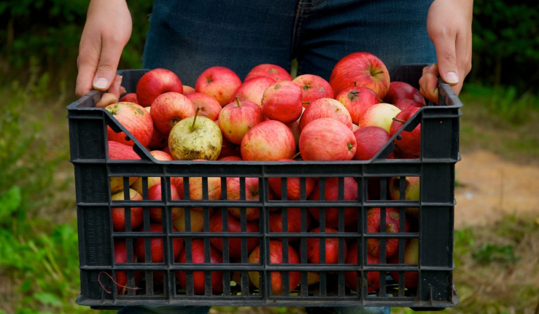 Die Apfelsaft Herstellung kurz erklärt | Die Frische Küche