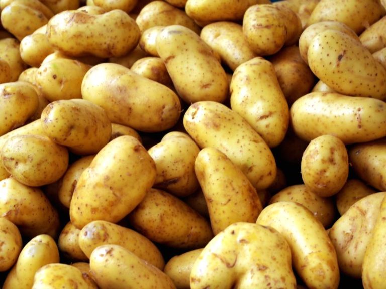 Warum sind Kartoffeln gesund? Was ist an Kartoffeln giftig? | Die