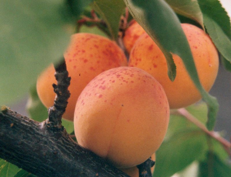 Marille: die gelbe, aromatische Sommerfrucht - Die Frische Küche