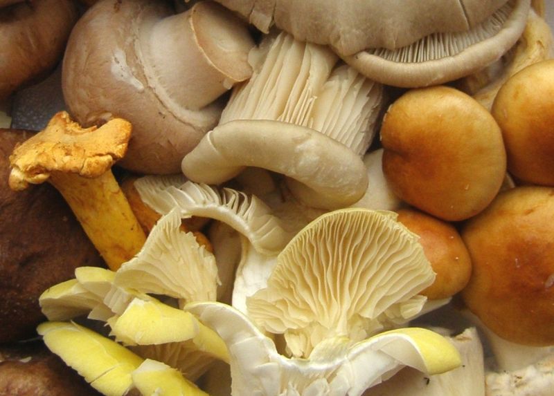 Pilze sind gesund – vor allem für Vegetarier - Die Frische Küche