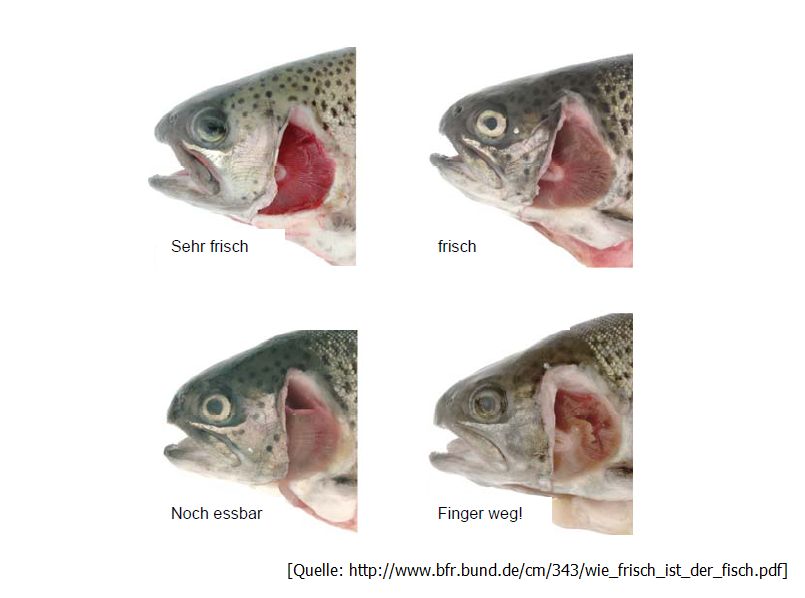 F(r)isch gefangen – So erkennt man frischen Fisch | Die Frische Küche