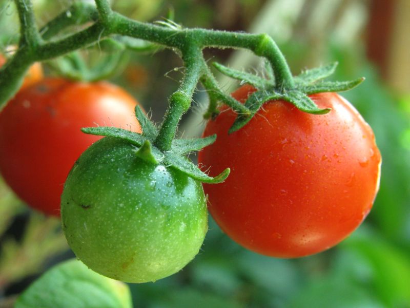 Grüne Tomaten einlegen – sind grüne Tomaten giftig? - Die Frische Küche
