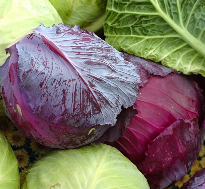 Rotkohl und Rotkraut kochen, verfeinern, zubereiten | Die Frische Küche