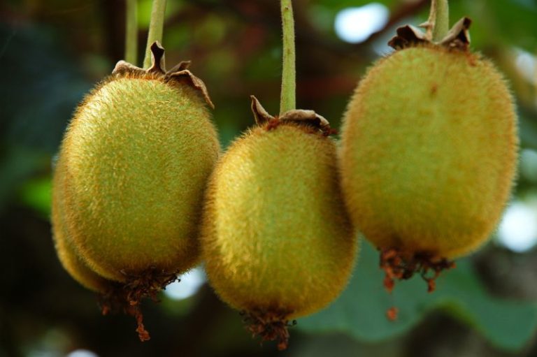 Wann ist die Kiwi reif? Die Frische Küche