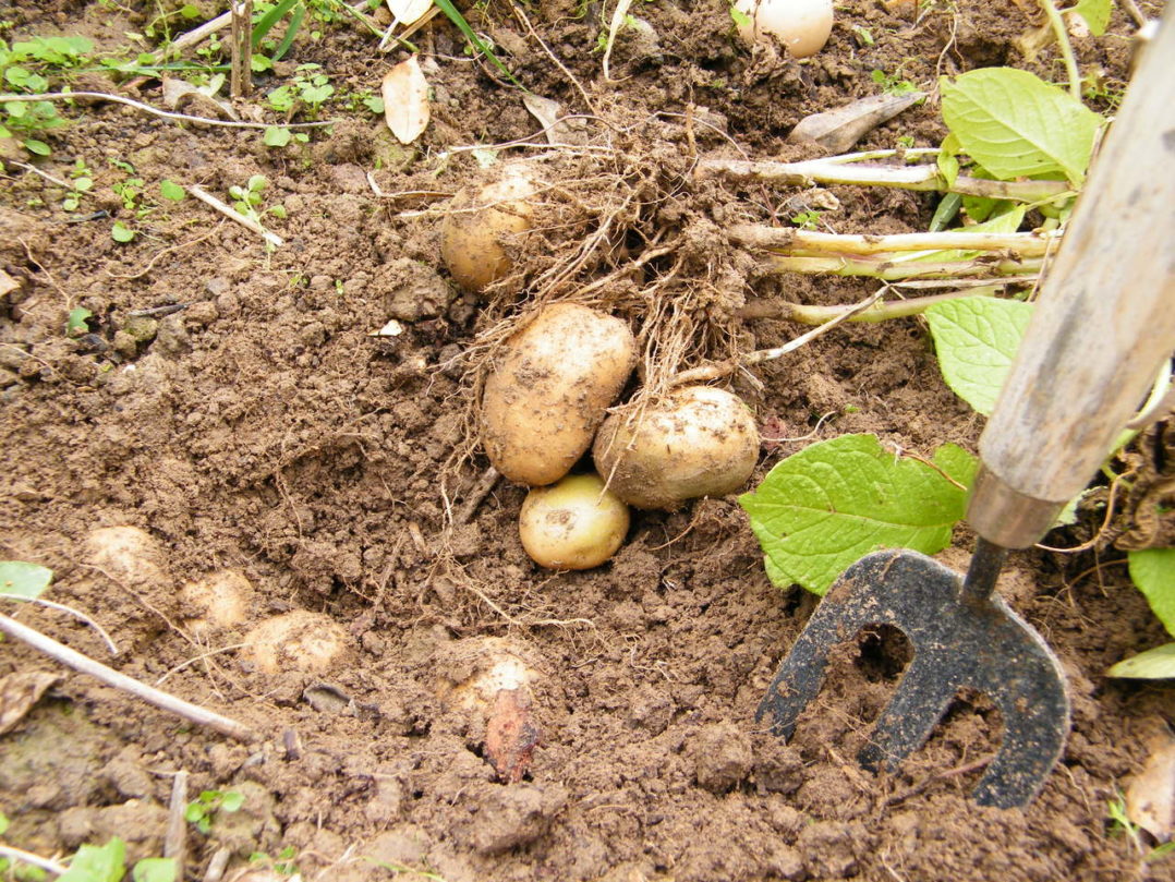 Warum Sind Kartoffeln Gesund Warum sind Kartoffeln gesund? Was ist an Kartoffeln giftig? | Die