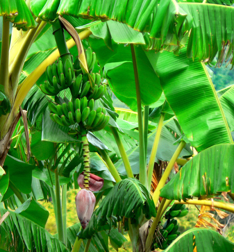 Wie viele Kalorien stecken in einer Banane? Die Frische Küche Wie viele Kalorien stecken in einer Banane? Die Frische Küche