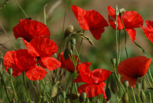 Mohn: Mohnsorten, Inhaltsstoffe, Haltbarkeit, Nebenwirkungen - Die Frische  Küche