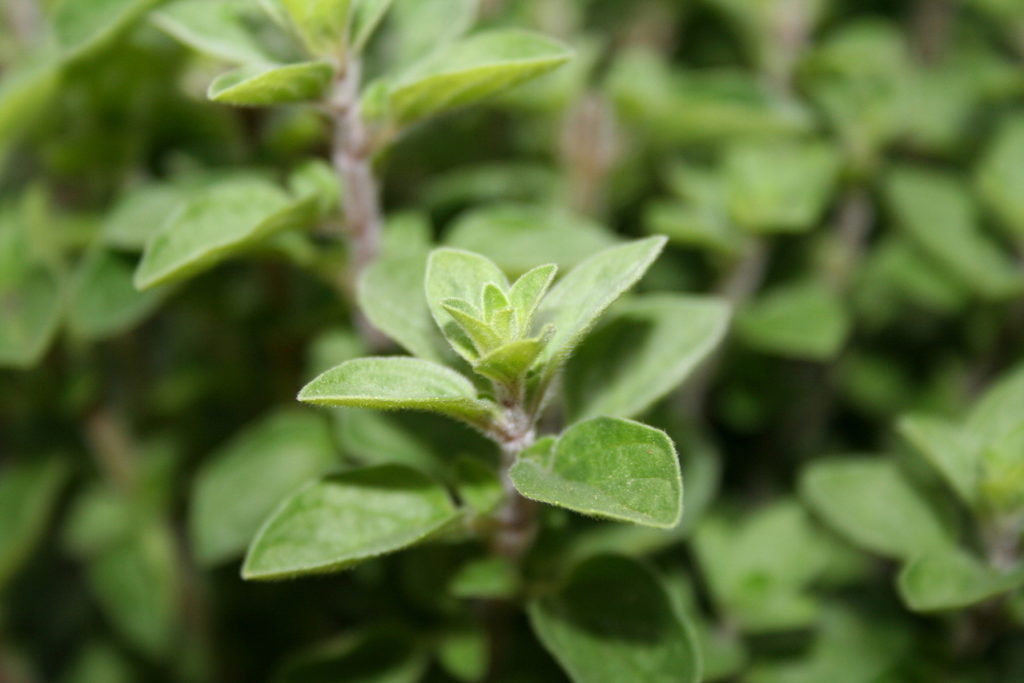 Was Ist Der Unterschied Zwischen Majoran Und Oregano